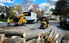 How Our Tree Care Process Works  in  Fetters Hot Springs Agua Caliente, CA