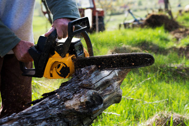 Best Tree Mulching  in Fetters Hot Springs Agua Liente, CA